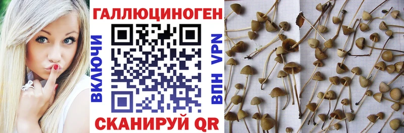 купить   дарк нет состав  Галлюциногенные грибы MAGIC MUSHROOMS  Задонск 